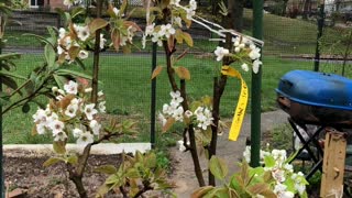 Spring blossom Asian fruit pear