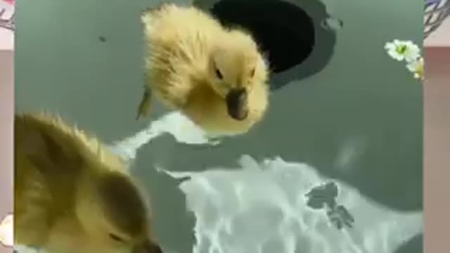 Jcnnff