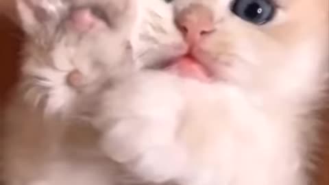what's going Here