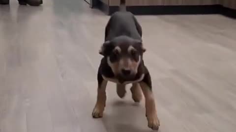 Happy happy doggy dance