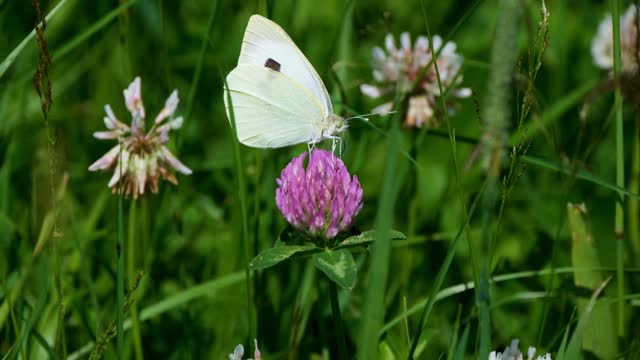 beautiful butterly