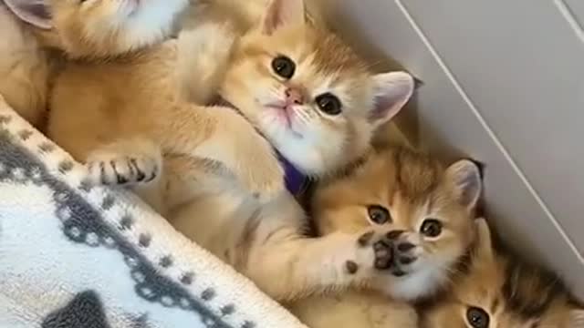 Lovely and Funny Animals Cute Kittens and Funny Cat