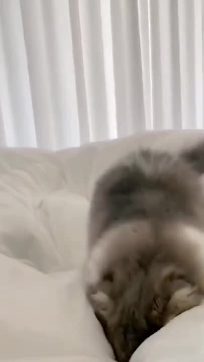 funny cat🤣#shorts #funnycats #viral