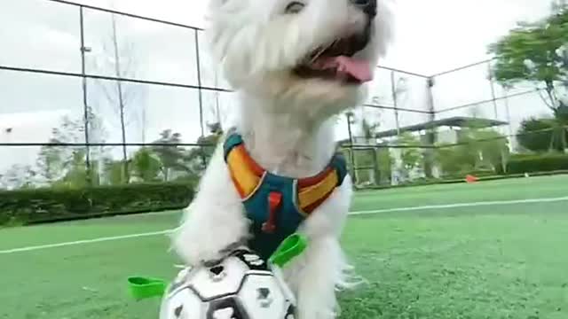 Dog playing with football!