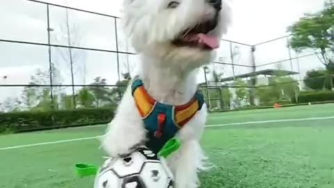 Dog playing with football!