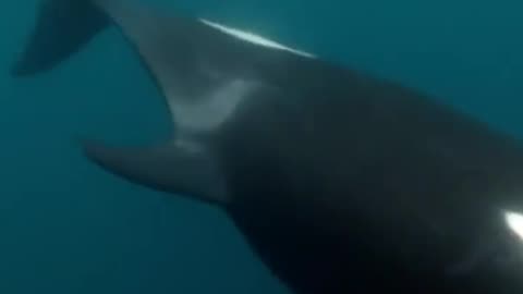 Wildlife