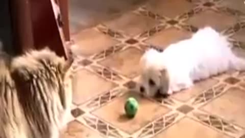 Funny Cat videos 🤣🤣😅😅