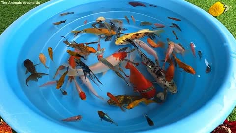 Betta Koi Pleco Snai Carp Fish Goldfish Angelfish Guppy Guppies Catfish animals video