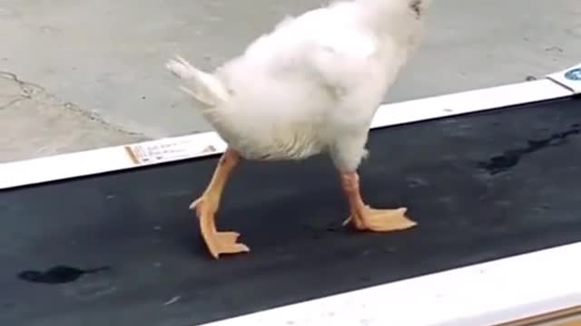 Michael Jackson duck version