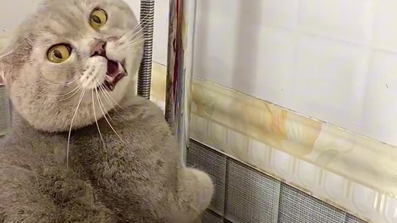 Cute cat crying