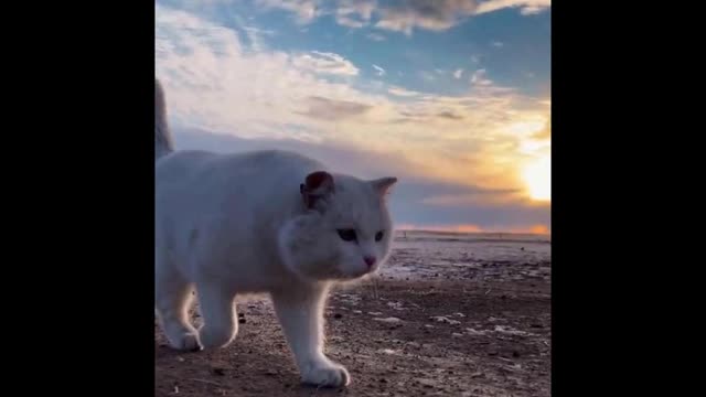 Cat Goes On Adventures With Owner On Sea