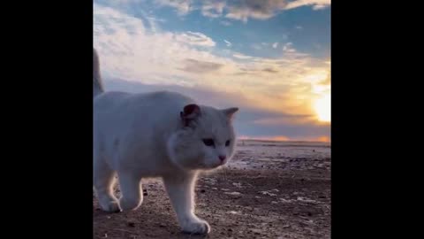 Cat Goes On Adventures With Owner On Sea