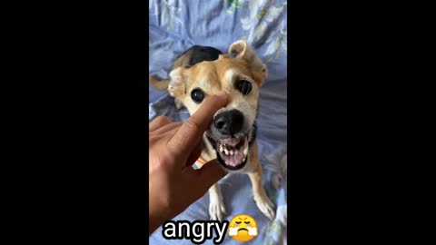 Dog is angry don't know but funny look