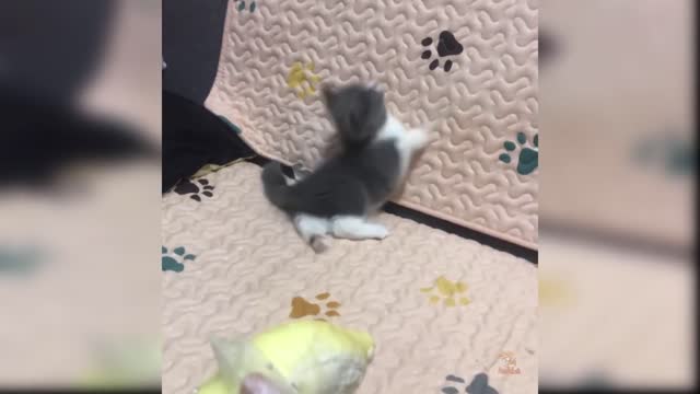 Baby cat's- Cute and funny Cat videos compilation