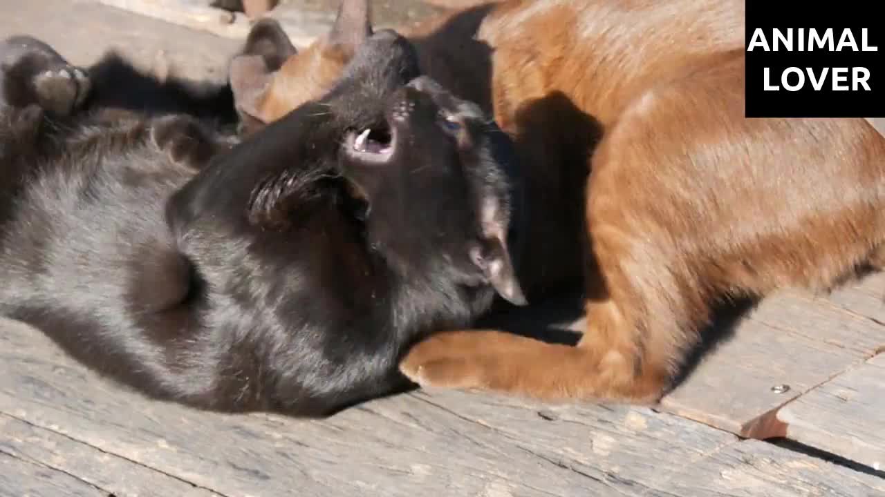 What's So Interesting About Two cats playing?