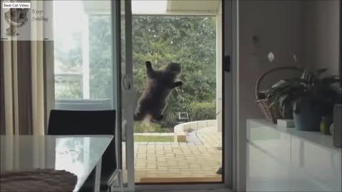 Funny Cat Videos, Funny Dog Videos, Best Funny