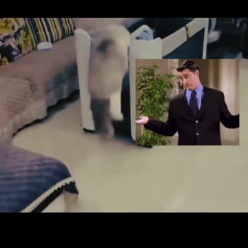 Cat Friendly for Men | Wow Wow Wow