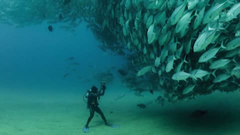 TORNADO - Huge Swarm of Jack Fish Dwarf Scuba Diver