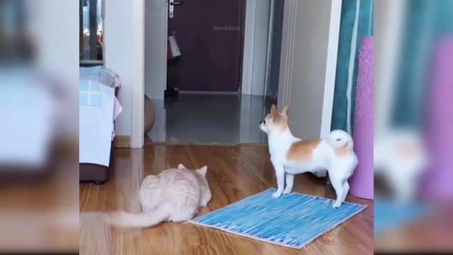 Funny Cat Video🥰