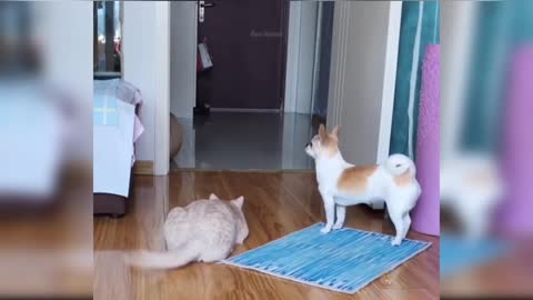 Funny Cat Video🥰