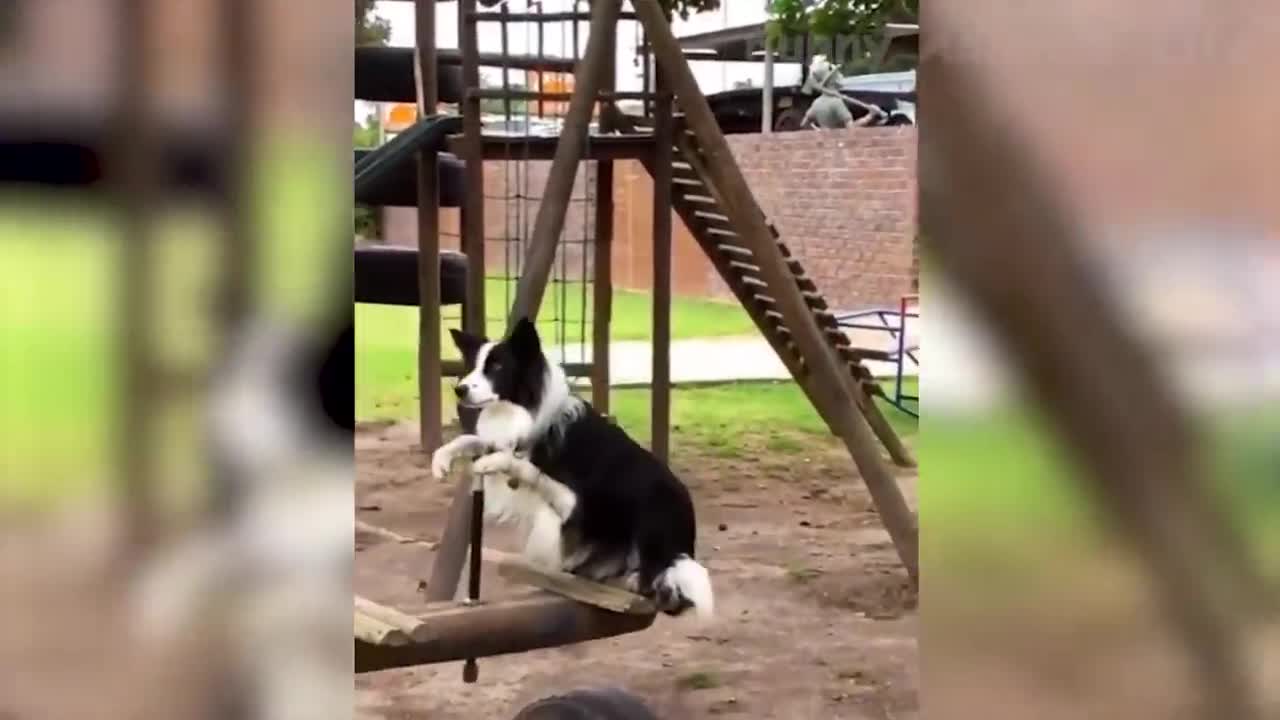 πCute And Funny Pets ππ Mascotas lindas y divertidas π 25