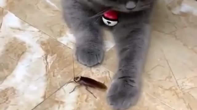 the cat and the cockroach