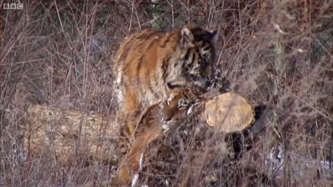 One of the Last Generations of Siberian Tiger? | Operation Snow Tiger | BBC Earth