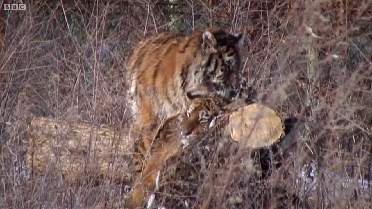 One of the Last Generations of Siberian Tiger? | Operation Snow Tiger | BBC Earth