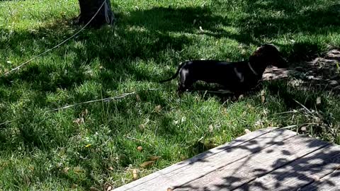 Daisy messing with the chickens