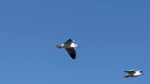 Butiful birds in sky.