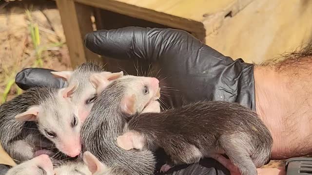 Baby o-possums