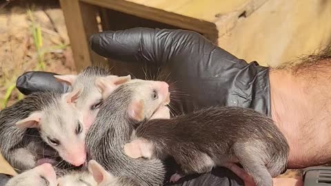 Baby o-possums