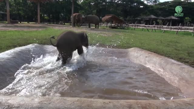 Baby elephant enjoying in the swimming pool