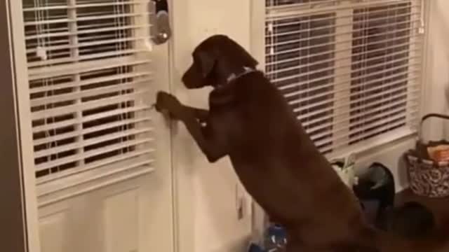 Cute dog open the door