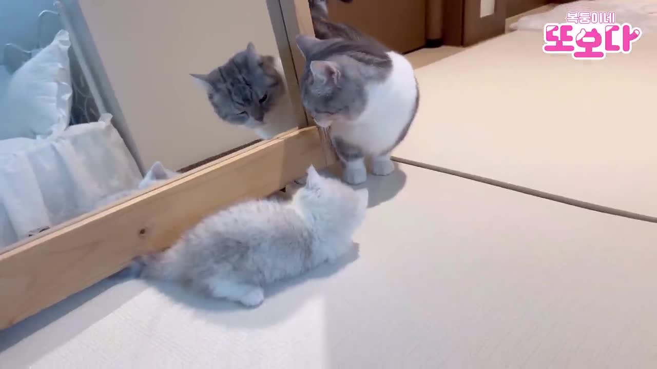 An adult cat who does the walking upright when he sees a kitten cat