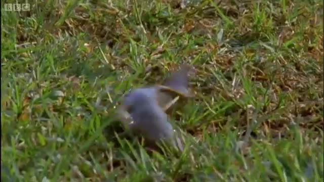 The Land Re-Emerges | Nile | BBC Earth