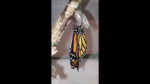 Beautiful Monarch