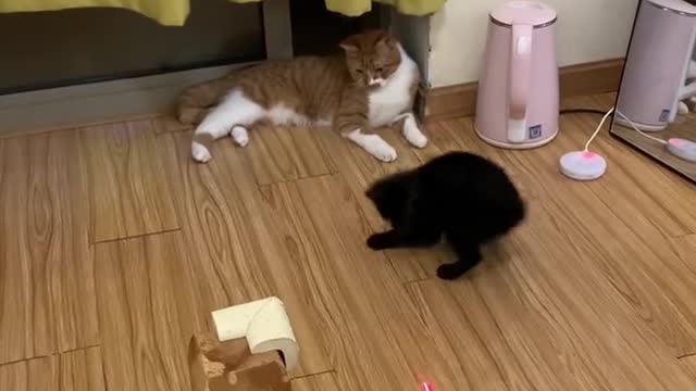 The two cats are having fun.