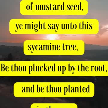 Jesus Said... If ye had faith as a grain of mustard seed, ye might say unto this sycamine tree,