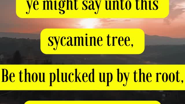 Jesus Said... If ye had faith as a grain of mustard seed, ye might say unto this sycamine tree,
