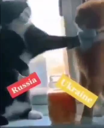 Rusko - Ukrajina - NATO - Kočičí pohled