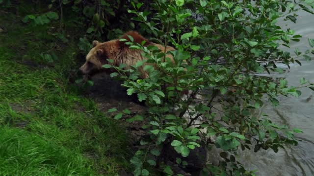 bear taking a shower!!!