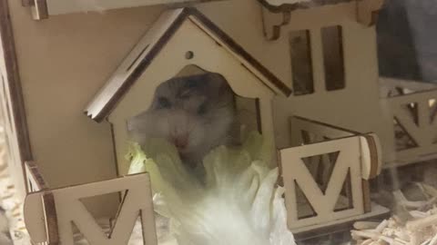 RESCUED HAMSTER TAKING FIRST SALAD AFTER 2days