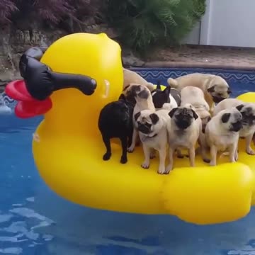 Cute baby animals Videos Compilation cutest moment of the animals - 🐶 Cutest Puppies #4