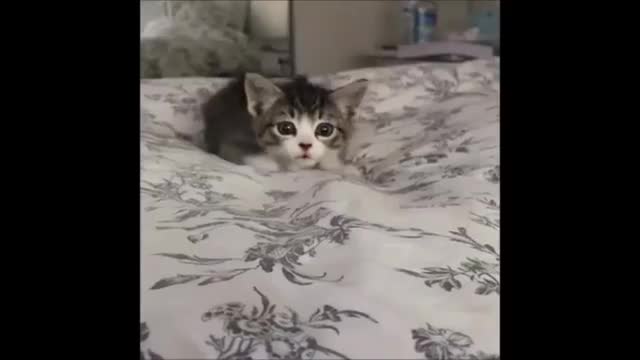 cuttiest little cat enjoing with dog