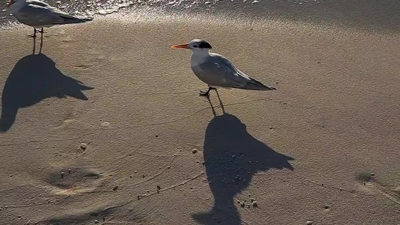 Royal Terns and how God cares for all of us. Matthew 6:26 2/23/24 Naples