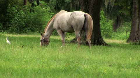 horse and birds in a pasture