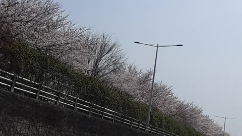 This is a cherry blossom video taken from inside the car.