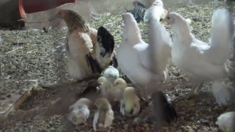 White brahma chicks, two months old