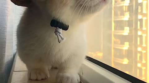 A collection of beautiful videos of cats